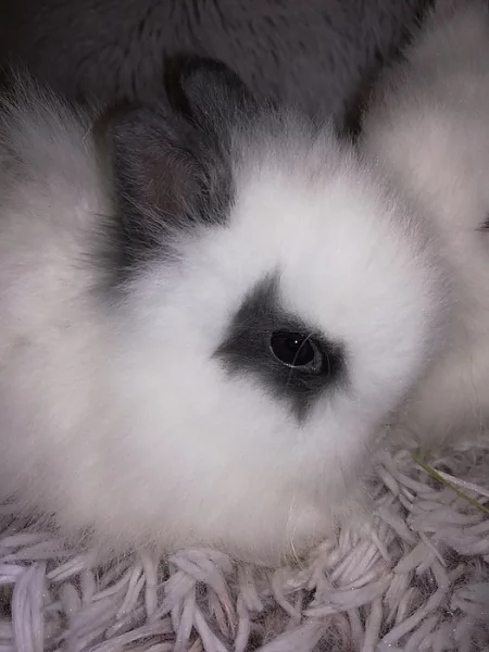 Poslední vánoční miminka teddicků