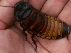 Kvalitní krmný hmyz - TERINS®