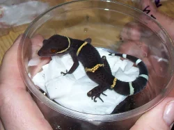 Kvalitní krmný hmyz - TERINS®