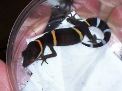 Kvalitní krmný hmyz - TERINS®