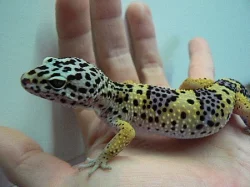 Kvalitní krmný hmyz - TERINS®