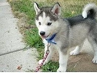 Sibiřský husky na prodej bez PP
