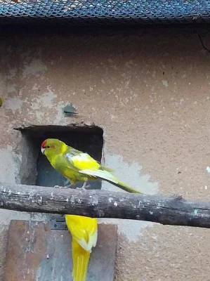 Kakariki a rosela penant