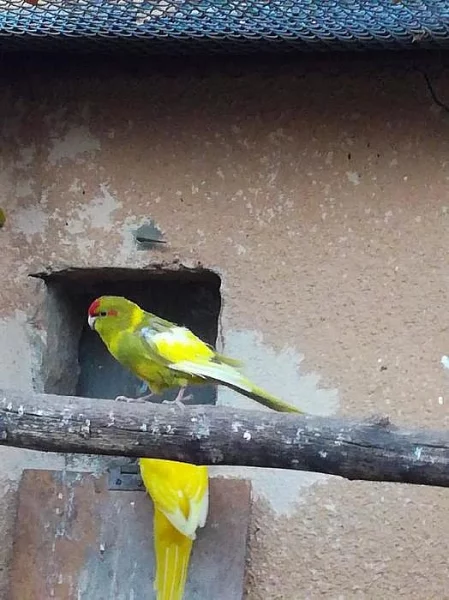 Kakariki a rosela penant