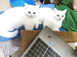 Britské kočičky s PP