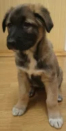ŠTĚŇATA KAVKAZSKÝ PASTEVECKÝ / NĚMECKÝ OVČÁK
