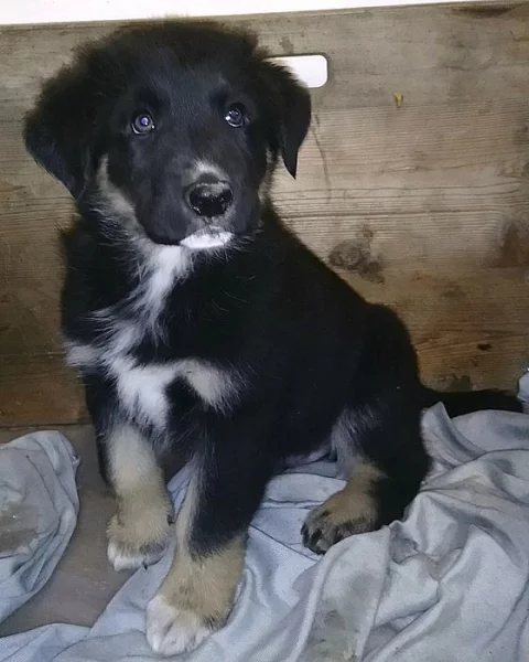 ŠTĚŇATA KAVKAZSKÝ PASTEVECKÝ / NĚMECKÝ OVČÁK
