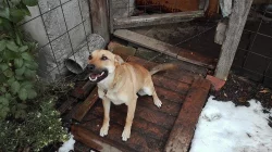 Daruji křížence dogy s vlčákem