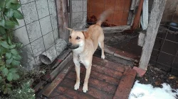 Daruji křížence dogy s vlčákem