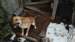 Daruji křížence dogy s vlčákem