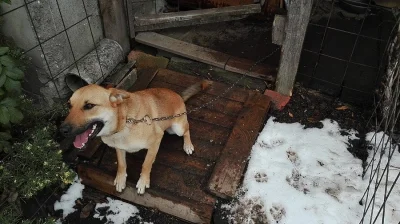 Daruji křížence dogy s vlčákem