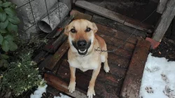 Daruji křížence dogy s vlčákem