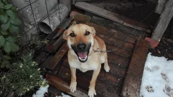Daruji křížence dogy s vlčákem
