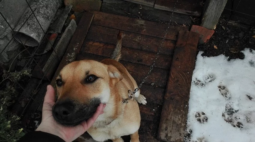Daruji křížence dogy s vlčákem