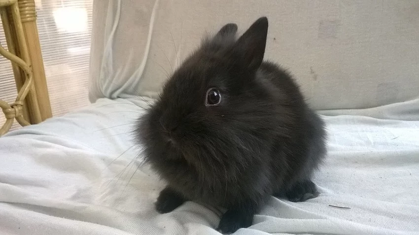 ZAKRSLÝ KRÁLÍČCI dva klucí a DVĚ HOLKY/lvíček teddy gen ❤