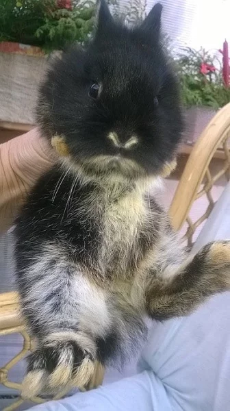 ZAKRSLÝ KRÁLÍČCI klucí již k odběru ..:-)