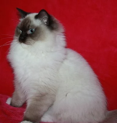 RAGDOLL: