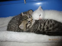 britská modrá,bílá a whiskas koťata