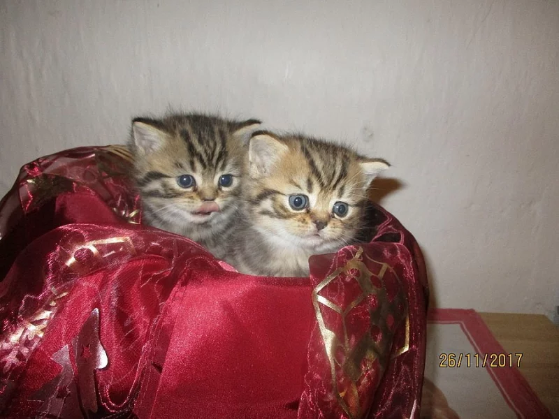 britská modrá,bílá a whiskas koťata