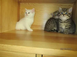 britská modrá,bílá a whiskas koťata