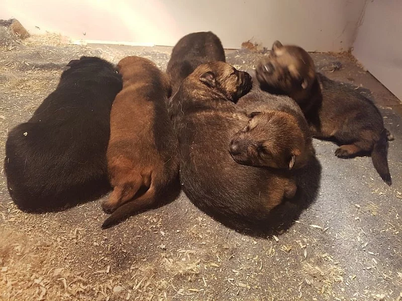 Německý ovčák - štěňata