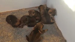 Německý ovčák - štěňata