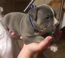 Štěňata American Bully s PP AKBC.