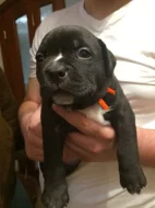 Štěňata American Bully s PP AKBC.