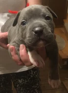 Štěňata American Bully s PP AKBC.