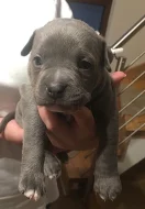 Štěňata American Bully s PP AKBC.
