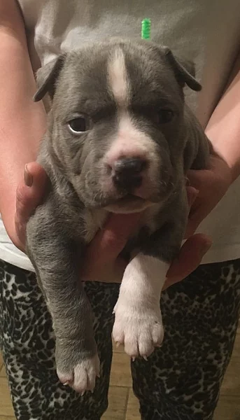 Štěňata American Bully s PP AKBC.