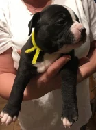 Štěňata American Bully s PP AKBC.