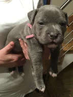 Štěňata American Bully s PP AKBC.