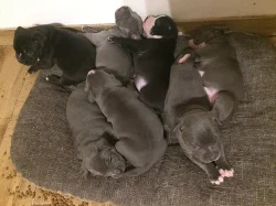 Štěňata American Bully s PP AKBC.