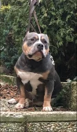 Štěňata American Bully s PP AKBC.