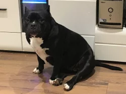 Štěňata American Bully s PP AKBC.