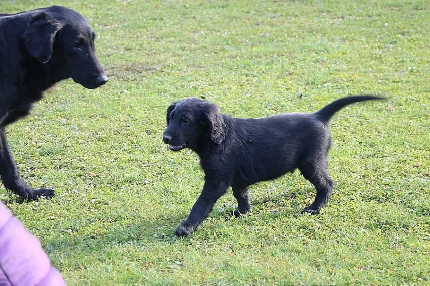 Flat coated retriever - štěňátka