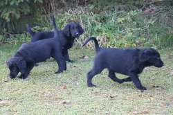 Flat coated retriever - štěňátka