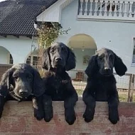 Flat coated retriever - štěňátka
