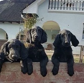 Flat coated retriever - štěňátka
