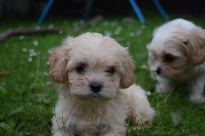 Cavapoo Pups od Dna Testováno