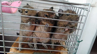 osmák degu