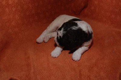 Volná fenka Lagotto Romagnolo