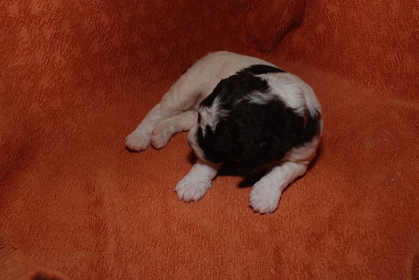 Volná fenka Lagotto Romagnolo