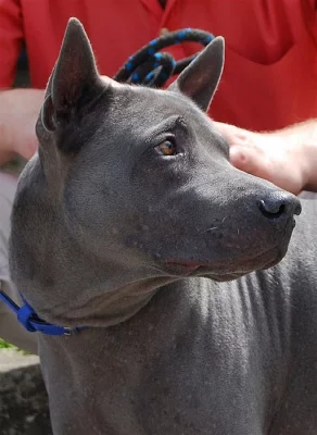 Thajský ridgeback modrý