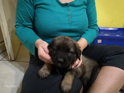 Leonberger