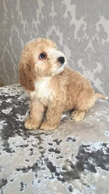 2 Blenheim Cockapoo štěňata připraven teď
