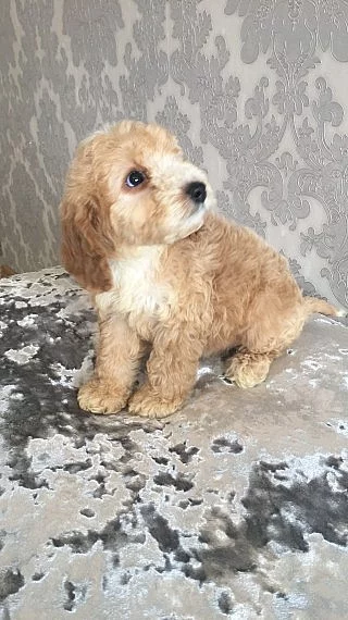 2 Blenheim Cockapoo štěňata připraven teď