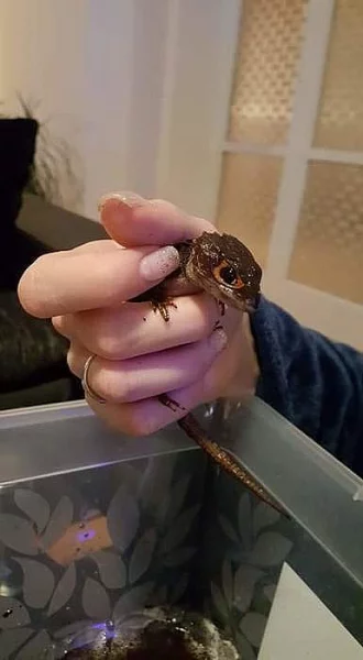 Scink přilbový Tribolonotus gracilis