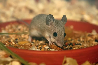 Myška africká - minimyš (Mus minutoides)
